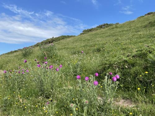 Looe to Polperro, SW coastal walk