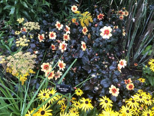 One months rain in just 24 hours but we still enjoyed a great day out at RHS Rosemoor