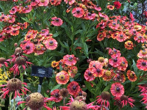 One months rain in just 24 hours but we still enjoyed a great day out at RHS Rosemoor