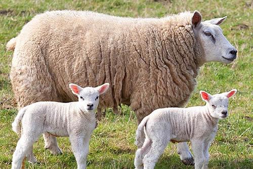 New life on Dartmoor just 5 minutes from Tavistock