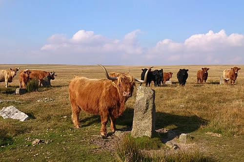 Moorland Cattle can often be seen roaming Dartmoor