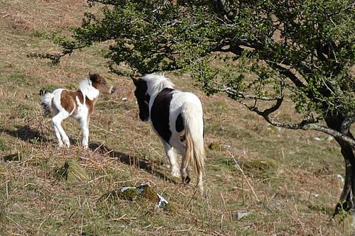 Mum with her young foal near Peter Tavy, Tavistock