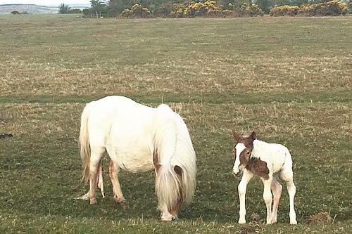 New born foal taking its first few steps