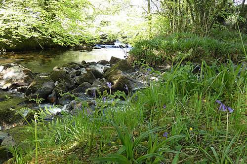 Bluebells beside the river Tavy