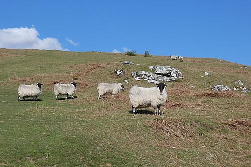 Curious Sheep on Dartmoor, near Tavistock