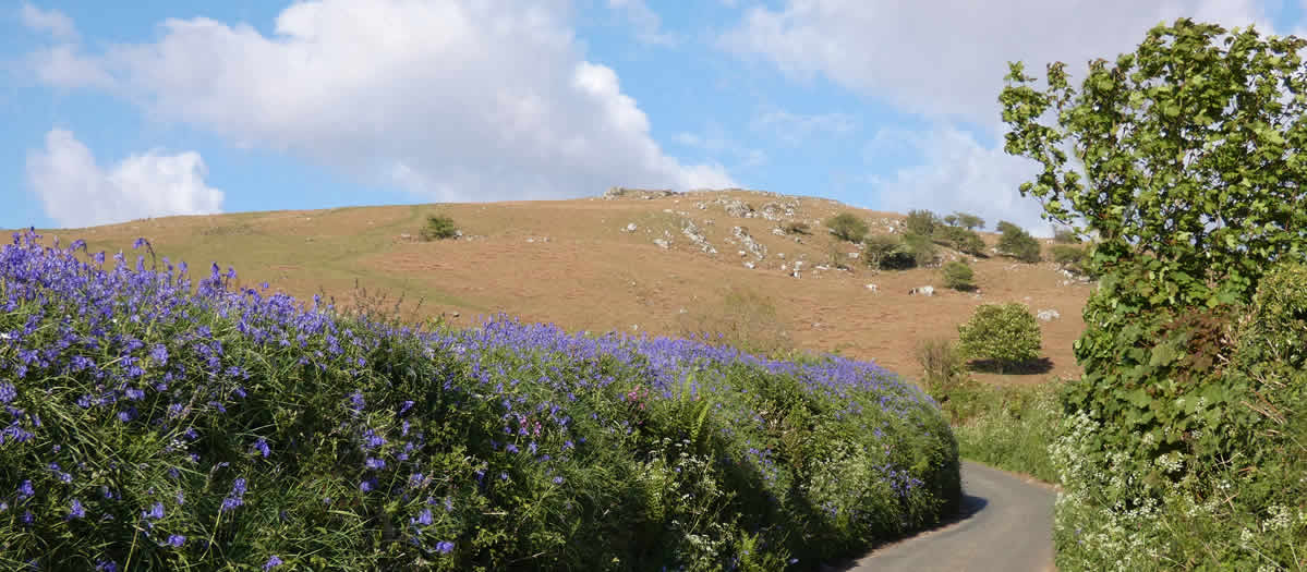 Een overvloed aan wilde hyacinten in dit stille Dartmoor laantje vlakbij Peter Tavy